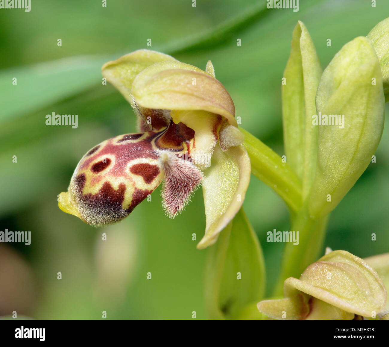 Ophrys flavomarginata  A Bee Orchid from Cyprus Stock Photo