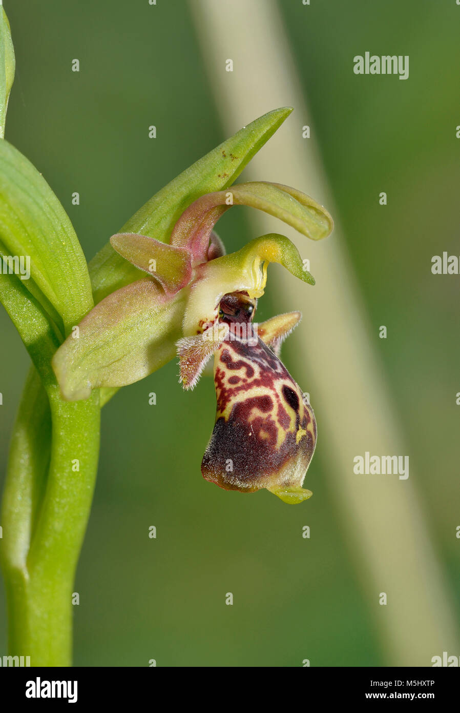 Ophrys flavomarginata  A Bee Orchid from Cyprus Stock Photo