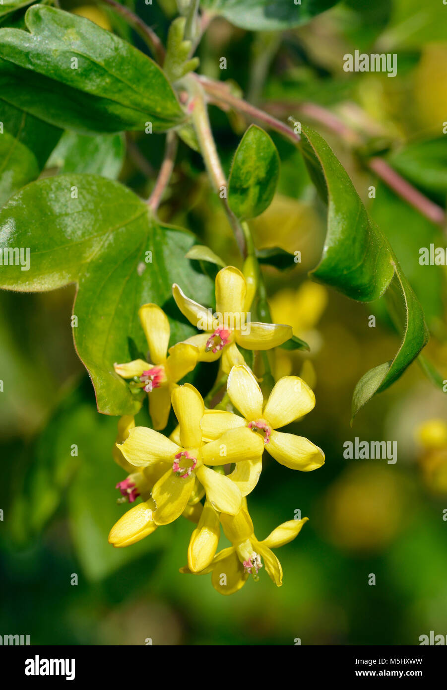 Golden Currant Flowers - Ribes aureum  Syn. Ribes odoratum Stock Photo
