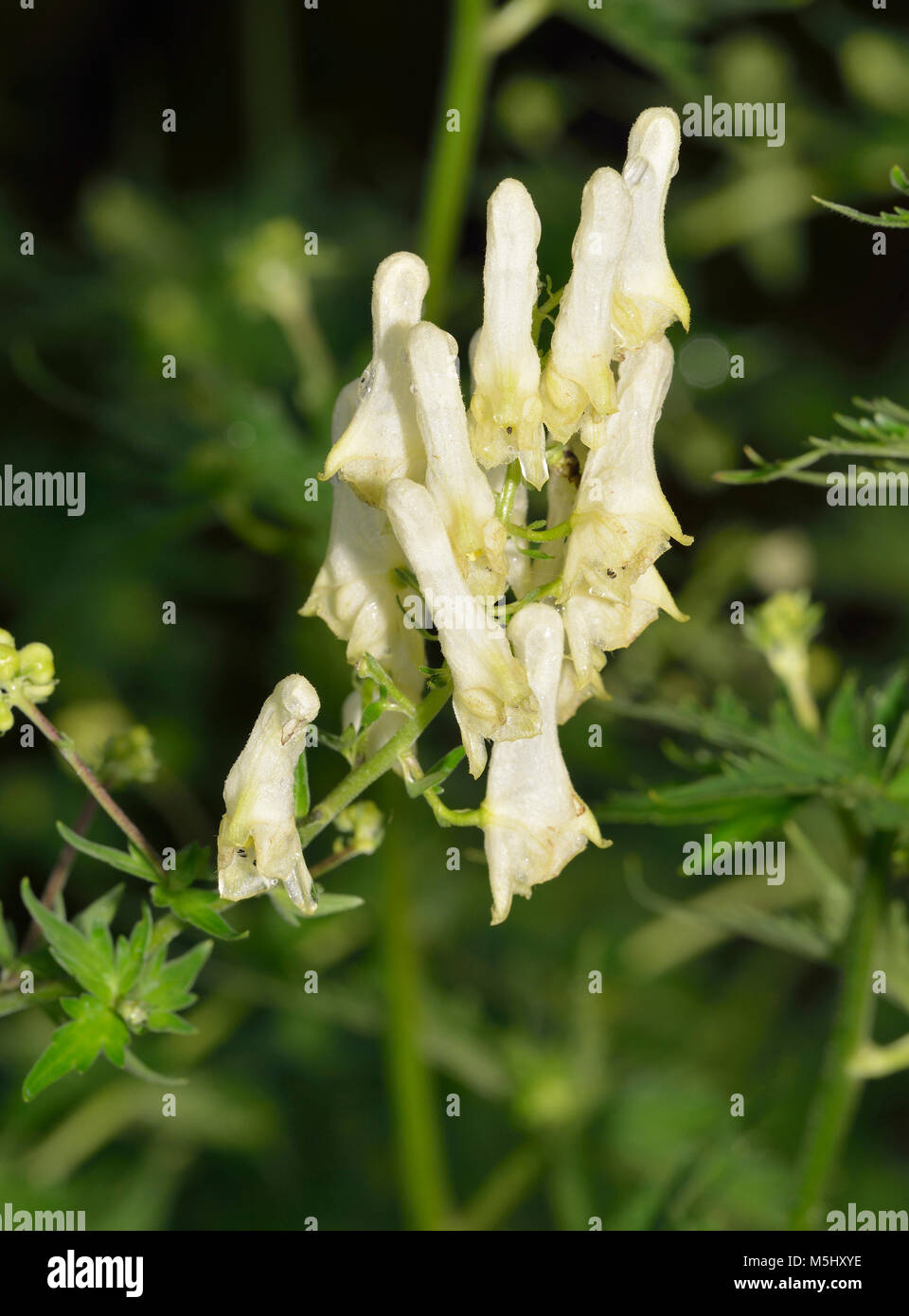 Yellow Wolfsbane - Aconitum vulparia Poisonous Alpine Flower Stock Photo