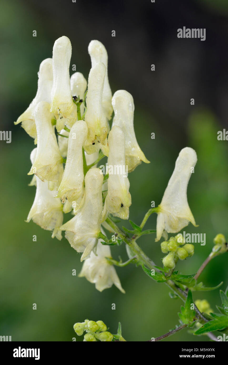 Yellow Wolfsbane - Aconitum vulparia Poisonous Alpine Flower Stock Photo