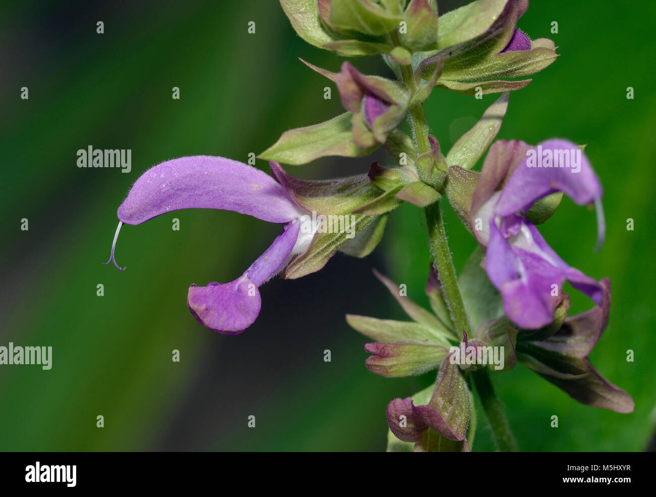 Canary Island Sage - Salvia canariensis Endemic herb Stock Photo - Alamy