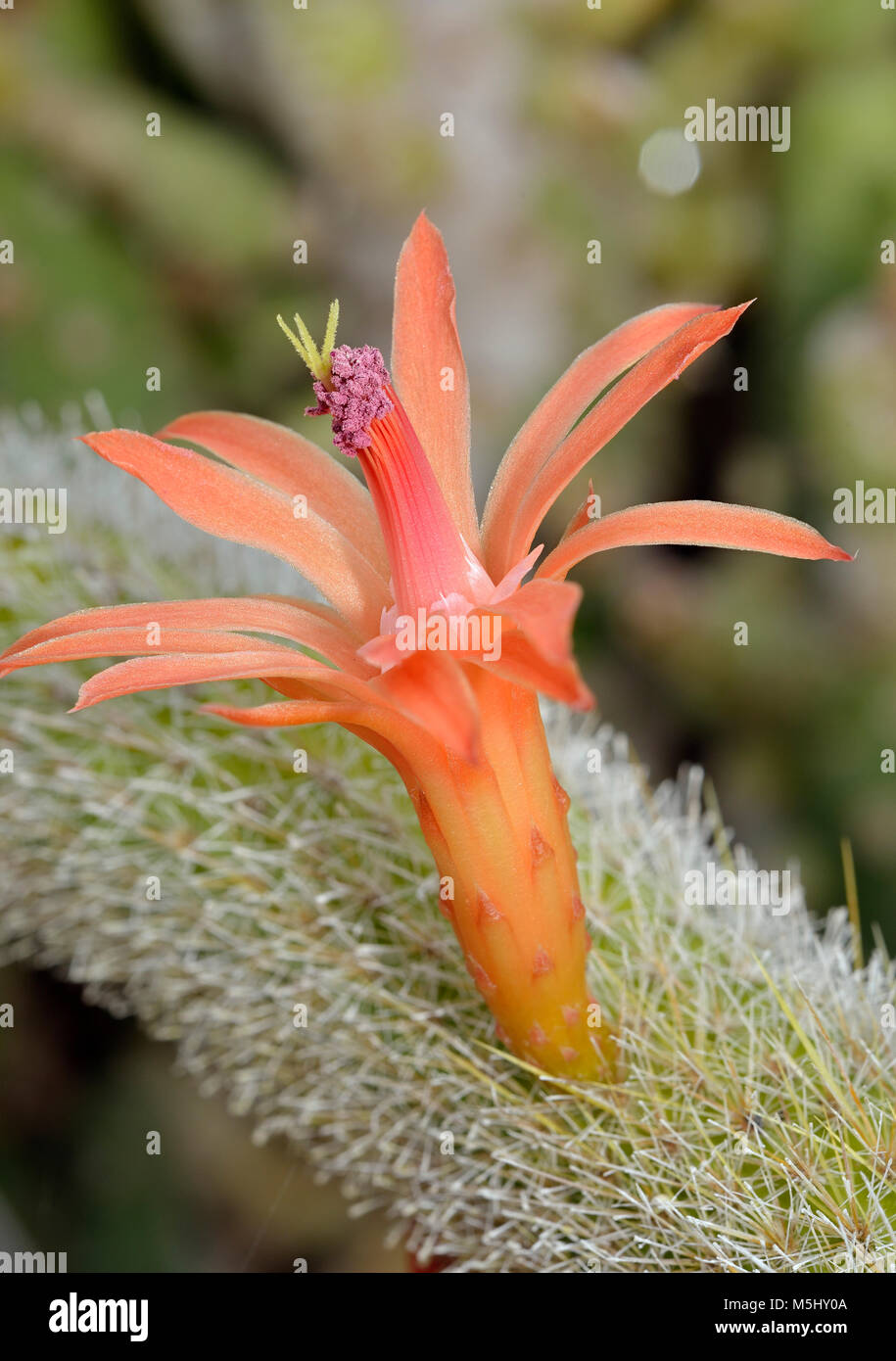 Golden Rat Tail Cactus Flower - Cleistocactus winteri Stock Photo - Alamy
