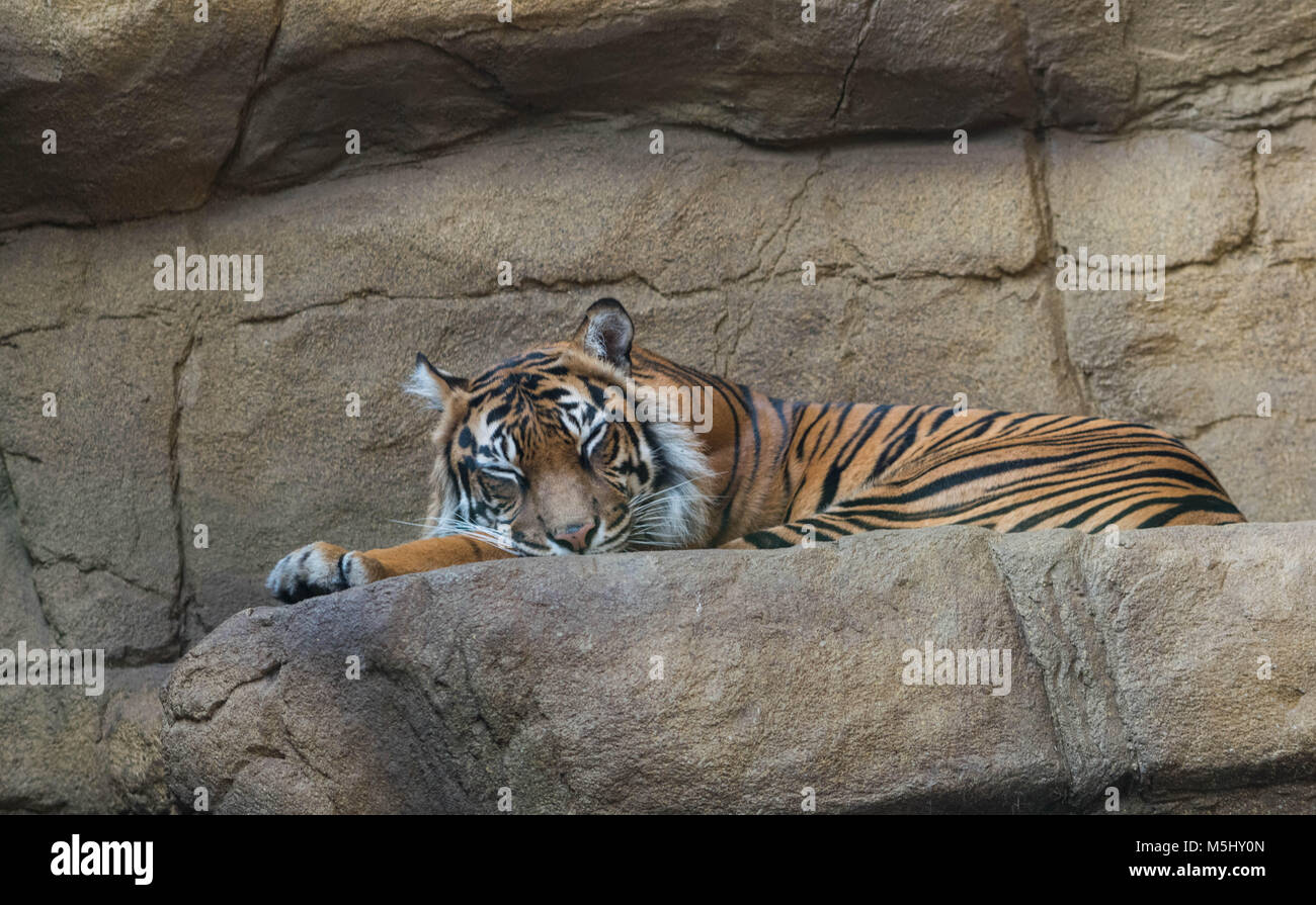 Tiger enclosure london zoo hi-res stock photography and images - Alamy