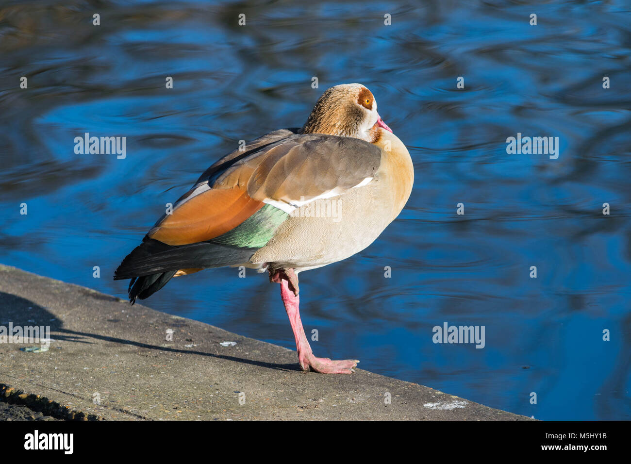 Egyptian Goose at Hyde Park, London, UK Stock Photo Alamy