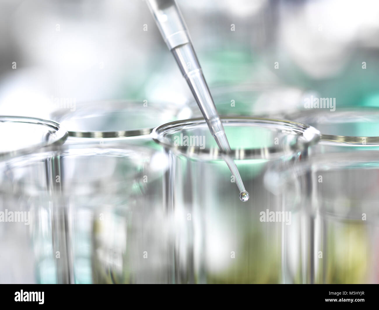 Sample being pipetted into test tubes during a laboratory experiment Stock Photo