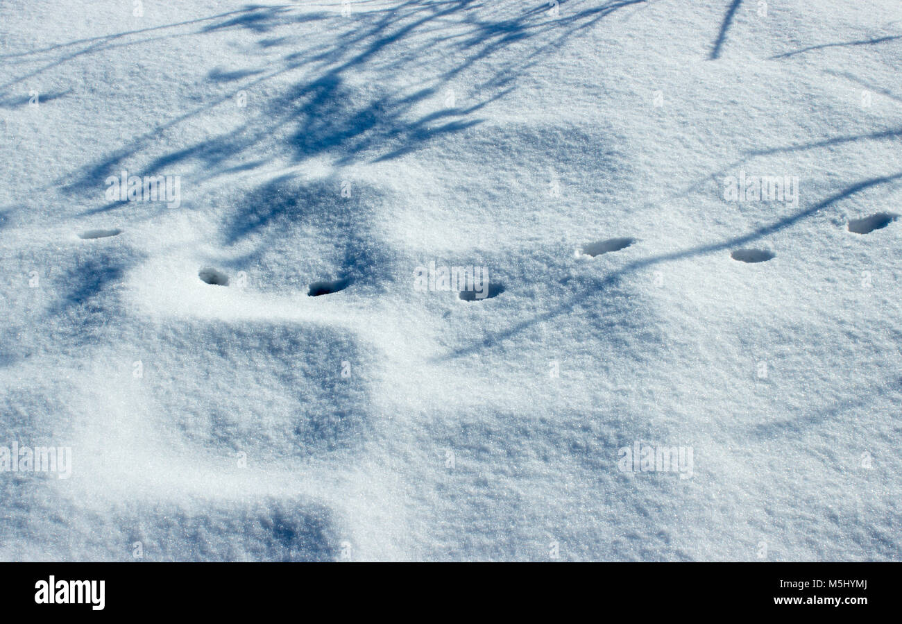 Snow-covered landscape. The shadow of bushes falls on the ground. In the snow there are cat tracks. Stock Photo