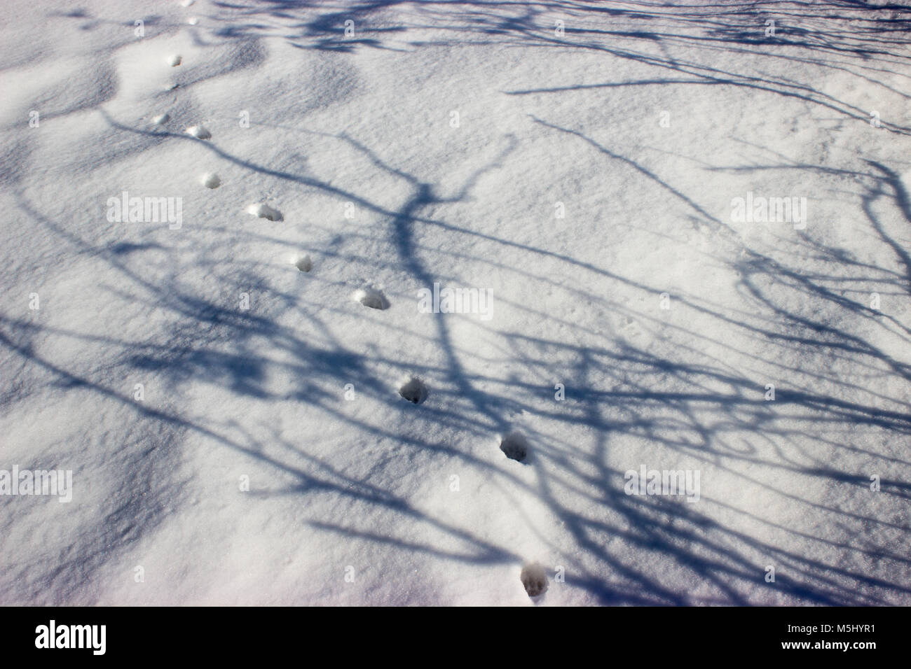 Snow-covered landscape. The shadow of trees falls on the ground. In the snow there are cat tracks. Stock Photo
