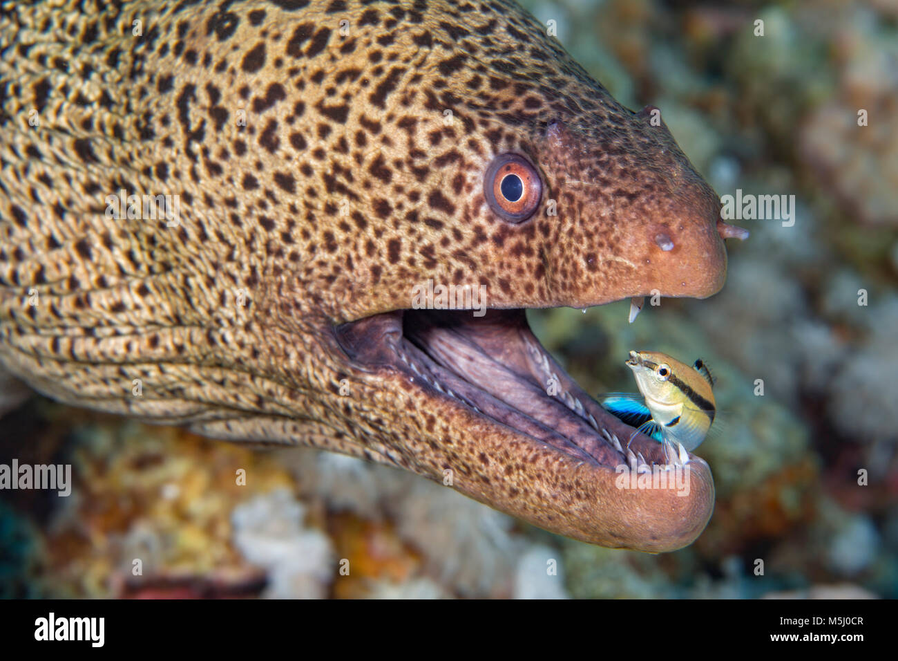 Egypt, Red Sea, Hurghada, giant moray with common cleaner wrasse Stock Photo