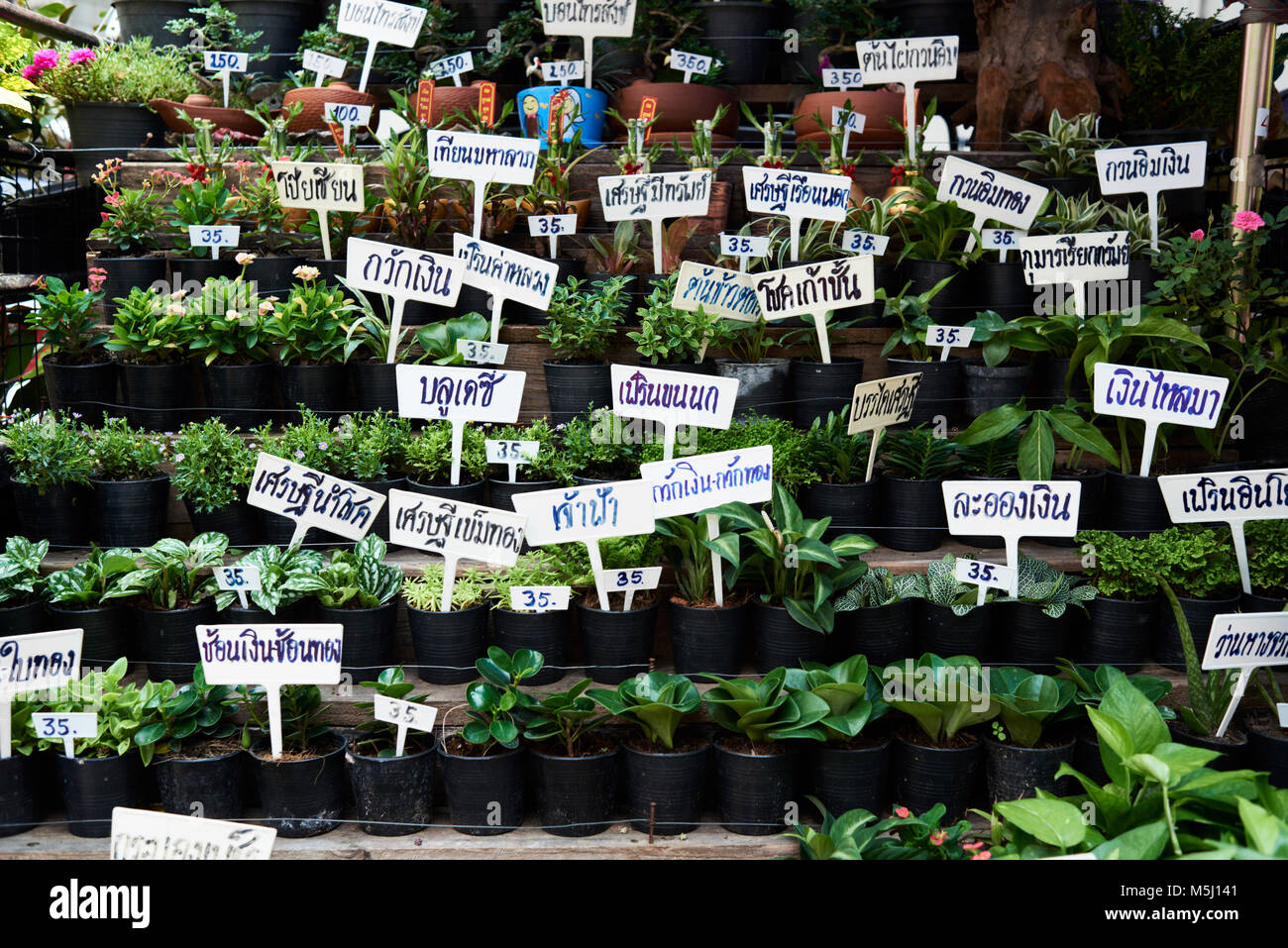 Gardening street stand with many different green plants and its names handwritten in thai, Bangkok Thailand. Stock Photo