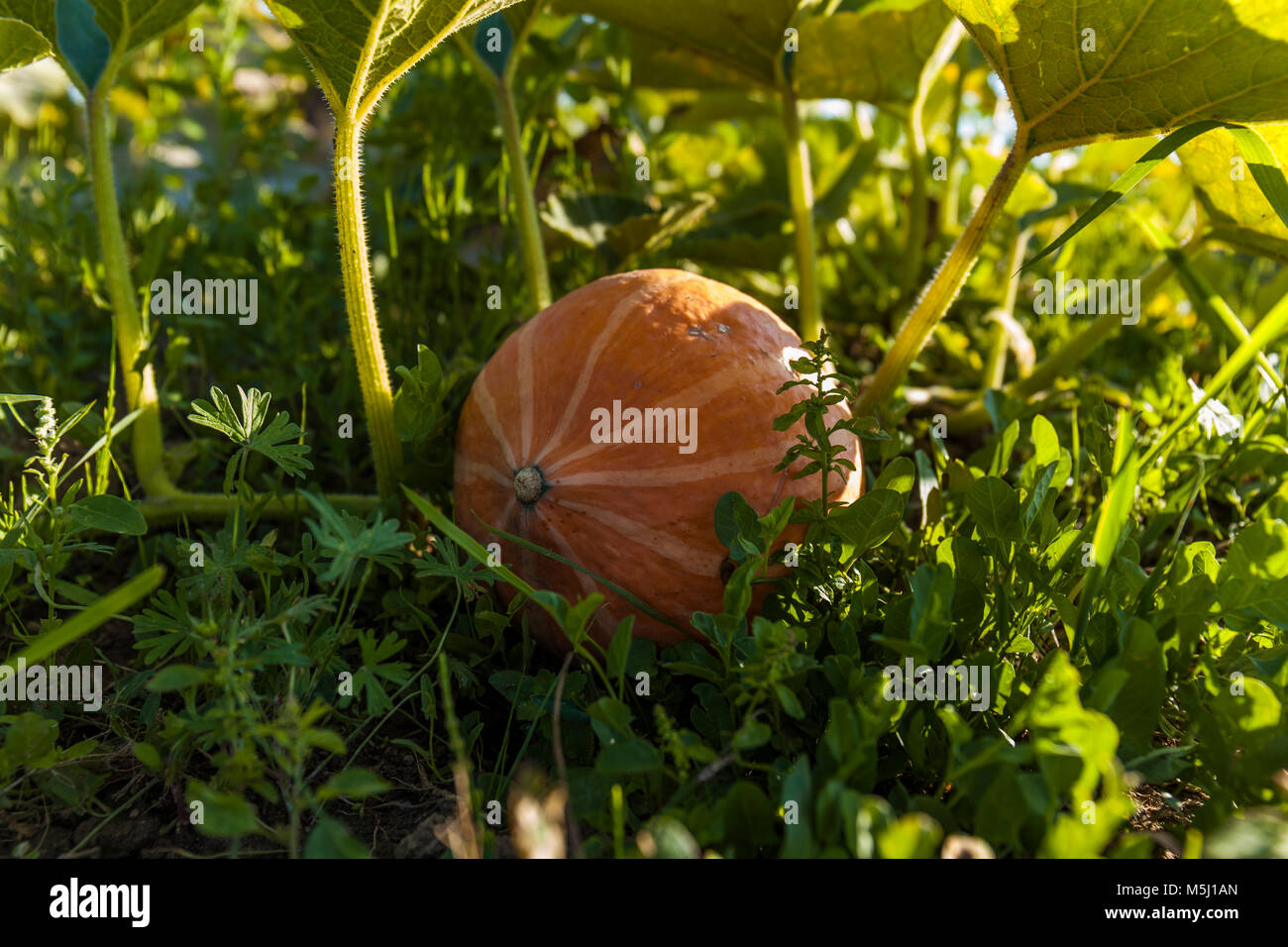 Pumpkin growing on field Stock Photo - Alamy