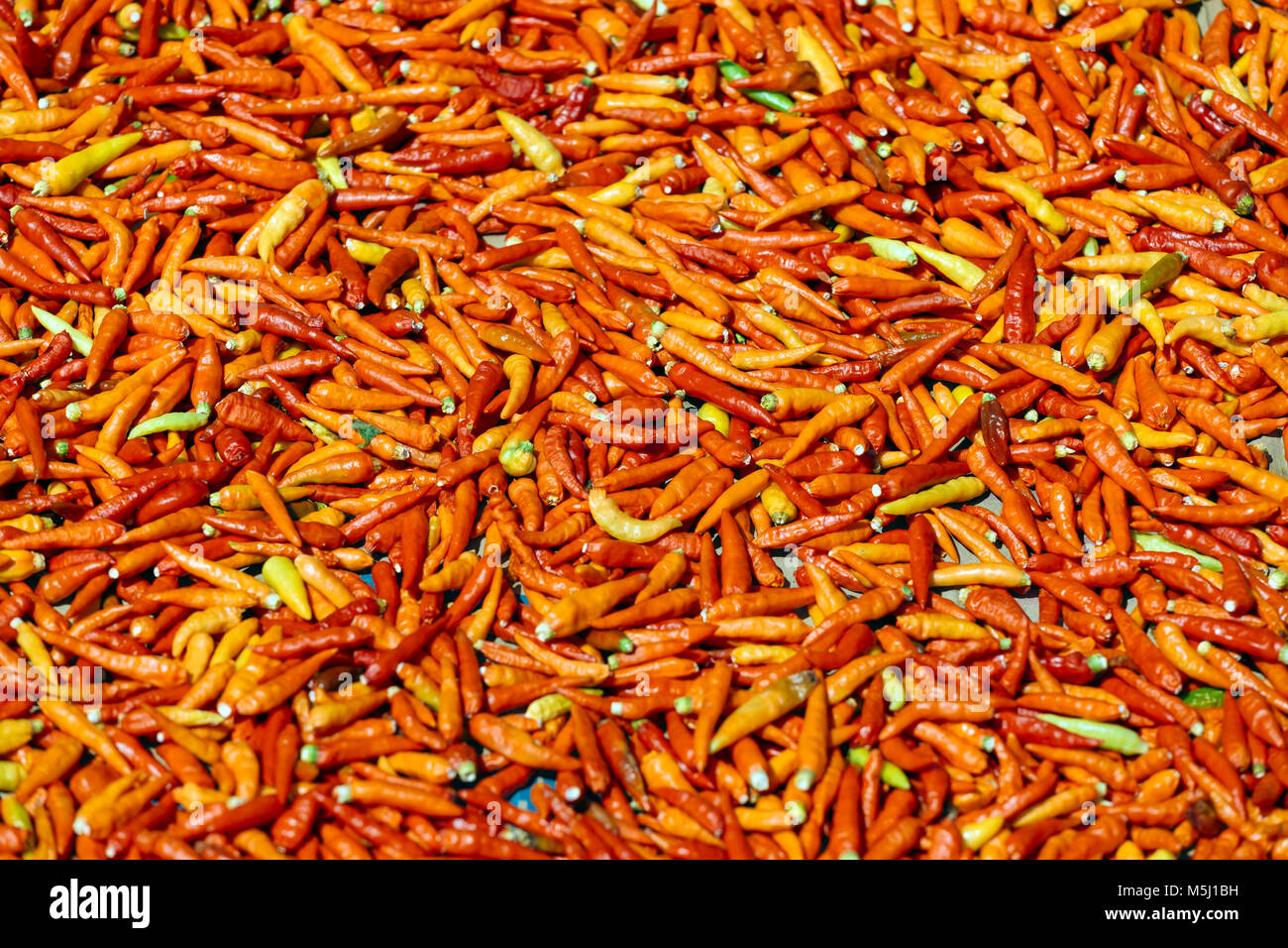 Chili pepper chili hi-res stock photography and images - Alamy