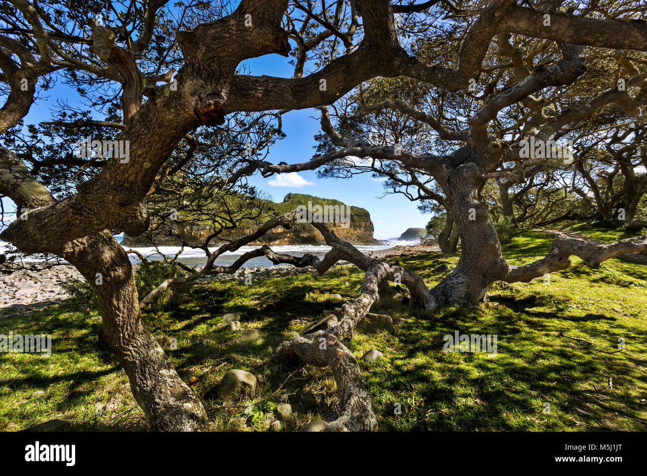 Africa, South Africa, Eastern Cape, Coffee Bay, Hole in the Wall, tree Stock Photo