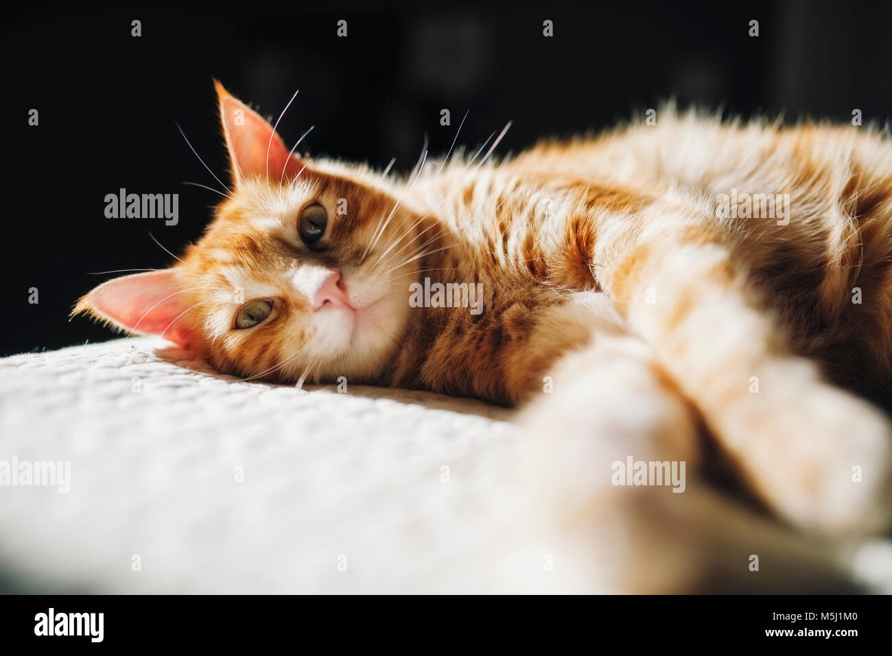 Ginger tabby cat resting on a blanket at home Stock Photo