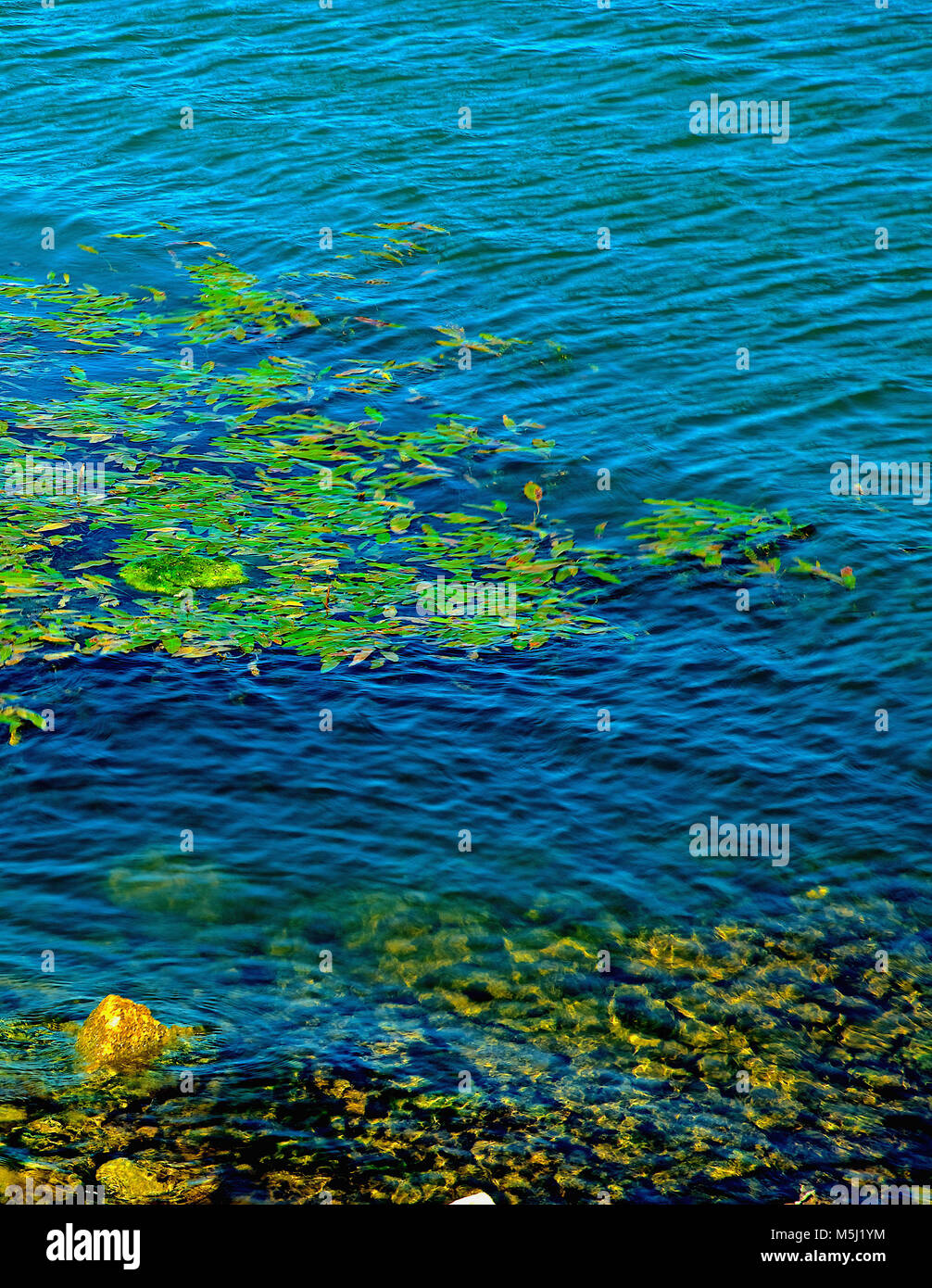Burlington Kansas, USA, September 25, 2014 Water weeds growing near the ...