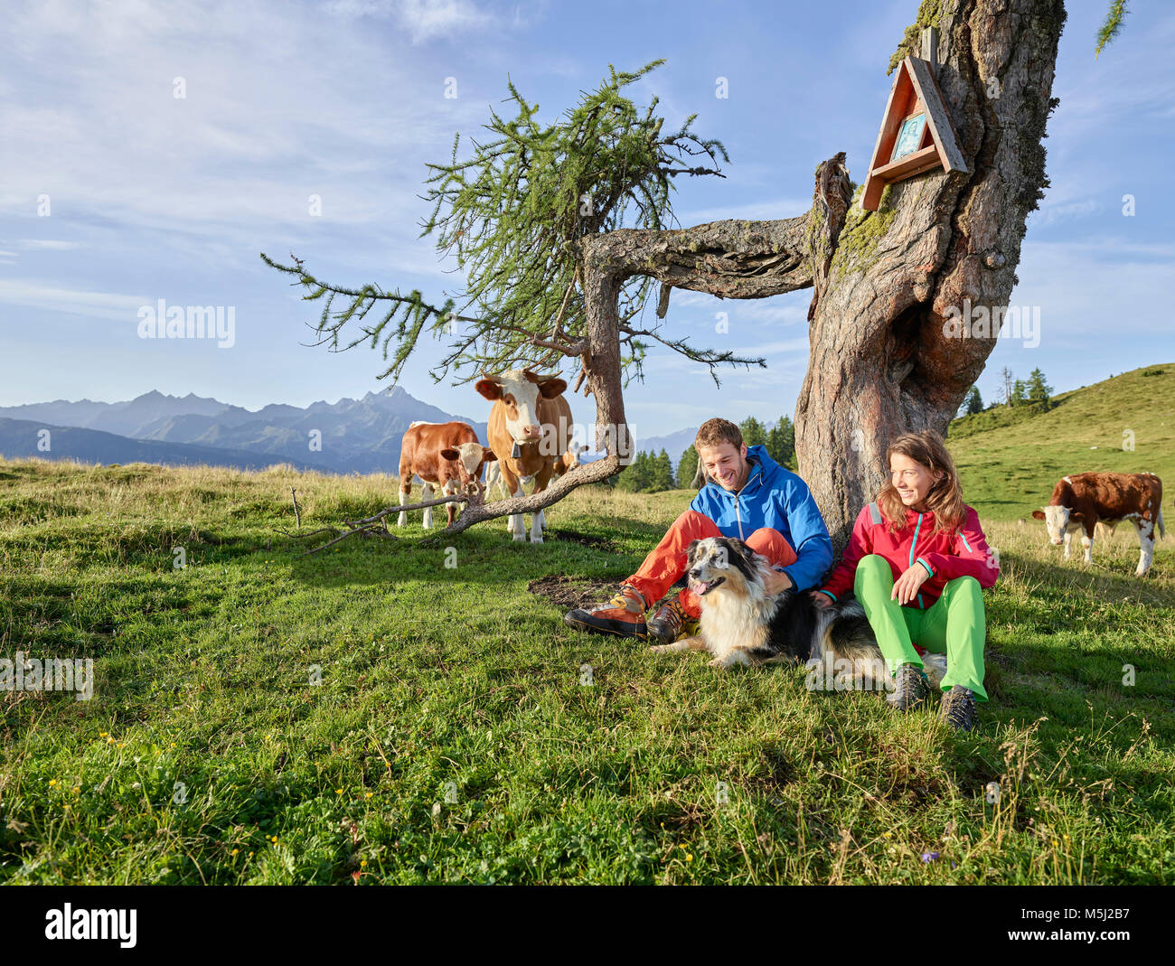 Austria, Tyrol, Mieming Plateau, hikers with dog having a break on alpine meadow with cows Stock Photo