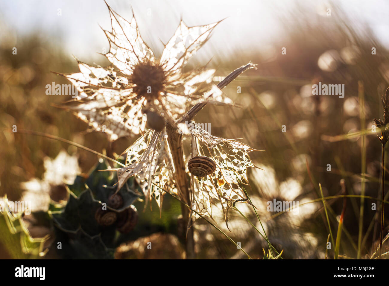 Wilted sea holly in dune with snails Stock Photo