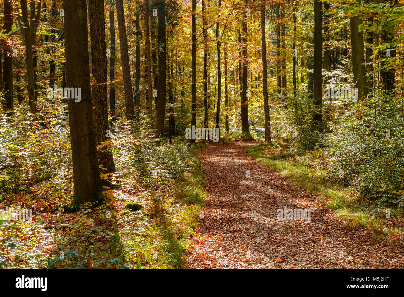 herbstlicher Waldweg, Naturschutzgebiet Weltenburger Enge bei Kelheim, Niederbayern, Bayern, Deutschland Stock Photo