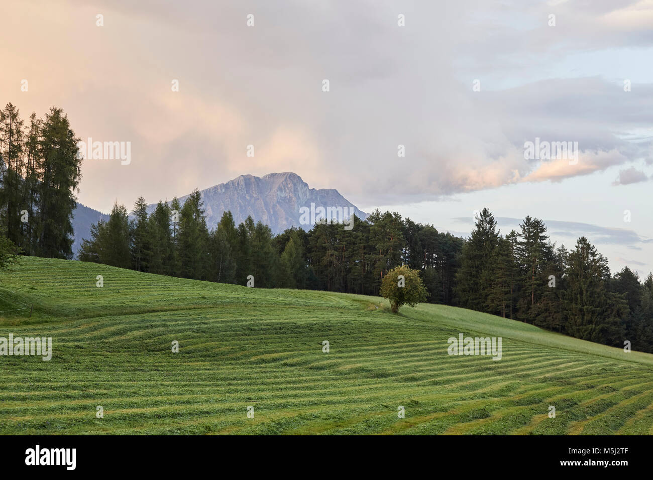 Austria, Tyrol, Mieming Plateau, mowed meadow after sunset Stock Photo