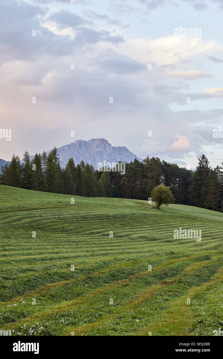 Austria, Tyrol, Mieming Plateau, mowed meadow after sunset Stock Photo