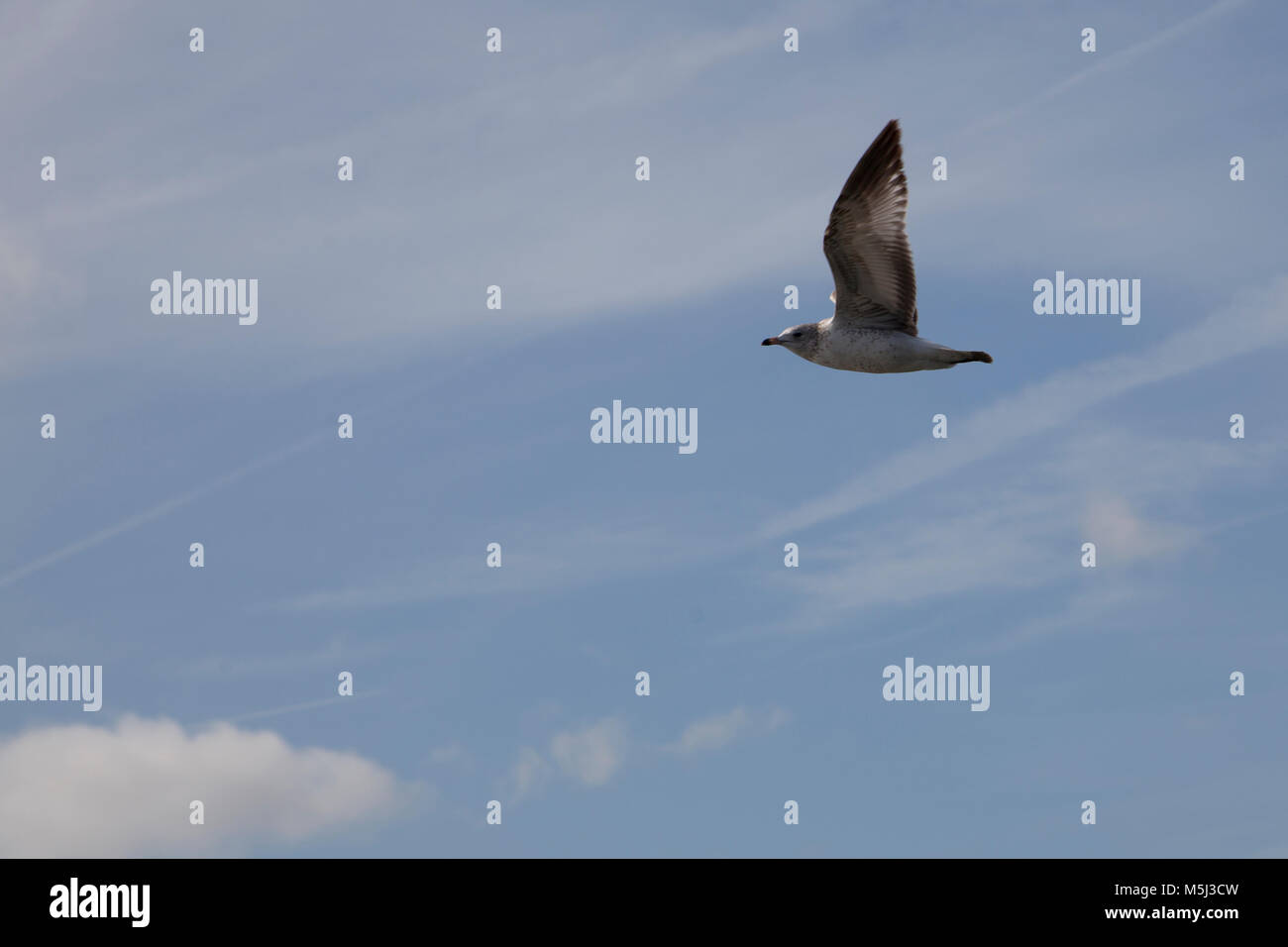 a grey bird flaps wings and soars in a blue sky Stock Photo