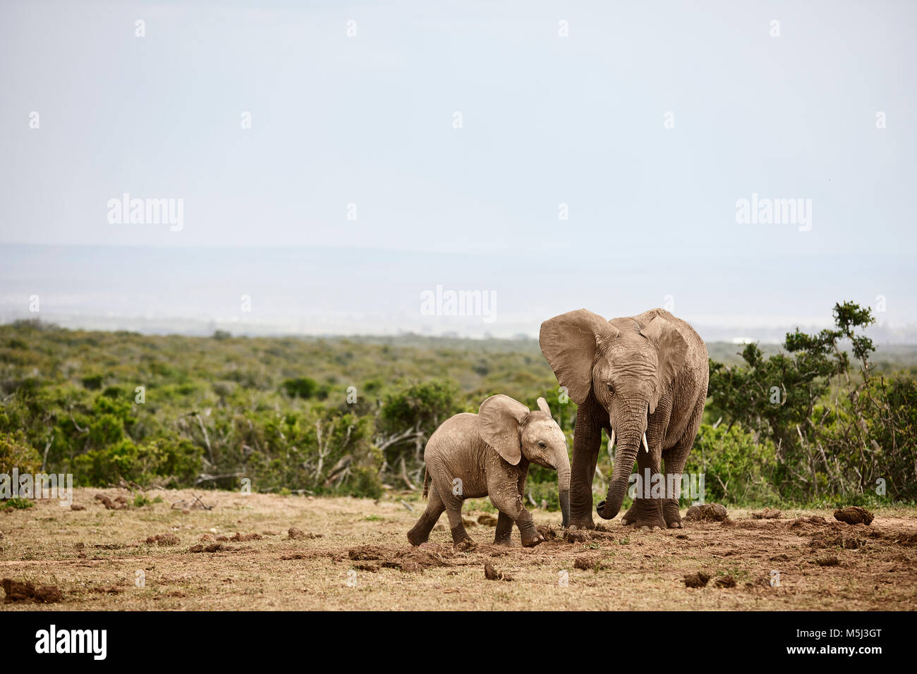 South Africa, Eastern, Cape, Addo Elephant National Park, african elephants, Loxodonta Africana Stock Photo