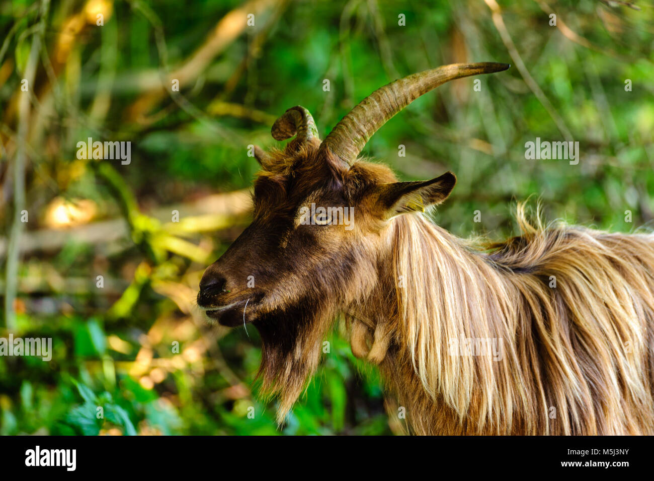 Goat in nature with horns, beard, brown fur, eating, selective focus, shallow depth of field. Stock Photo
