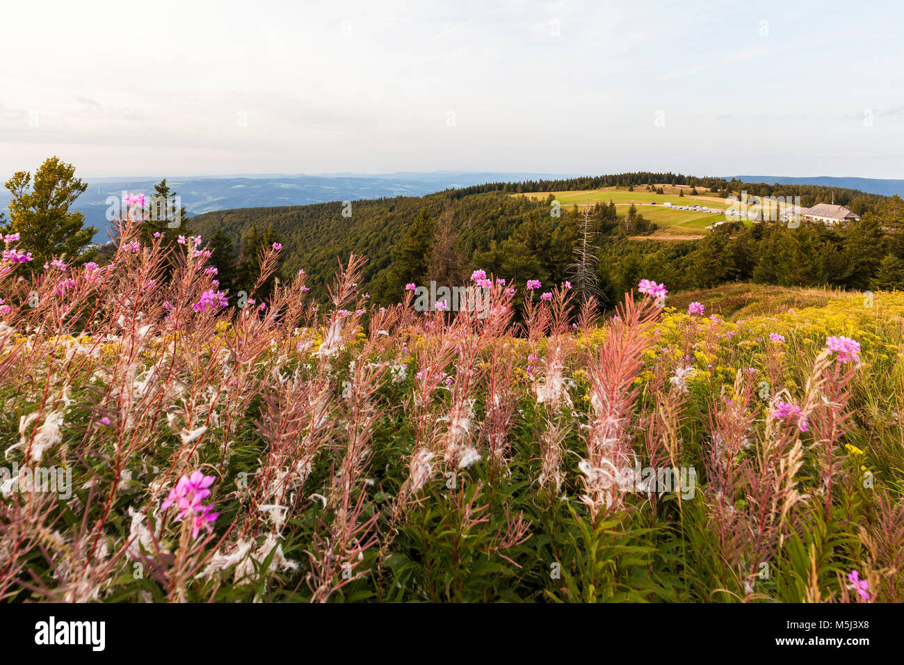 Germany, Baden-Wurttemberg, Black Forest, View from Kandel mountain Stock Photo