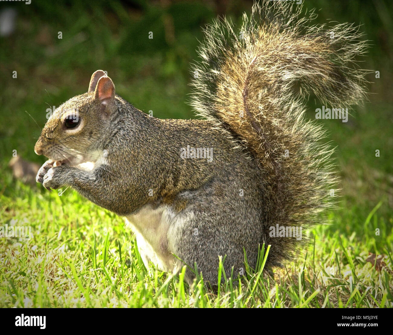 Prodigious hi-res stock photography and images - Alamy