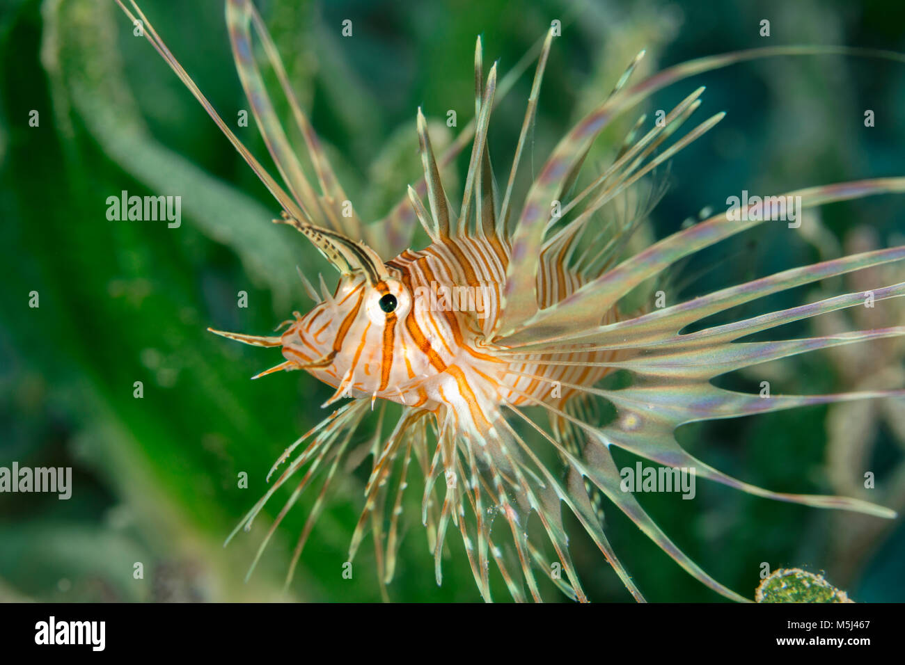 Egypt, Red Sea, Hurghada, indian lionfish, pterois miles Stock Photo