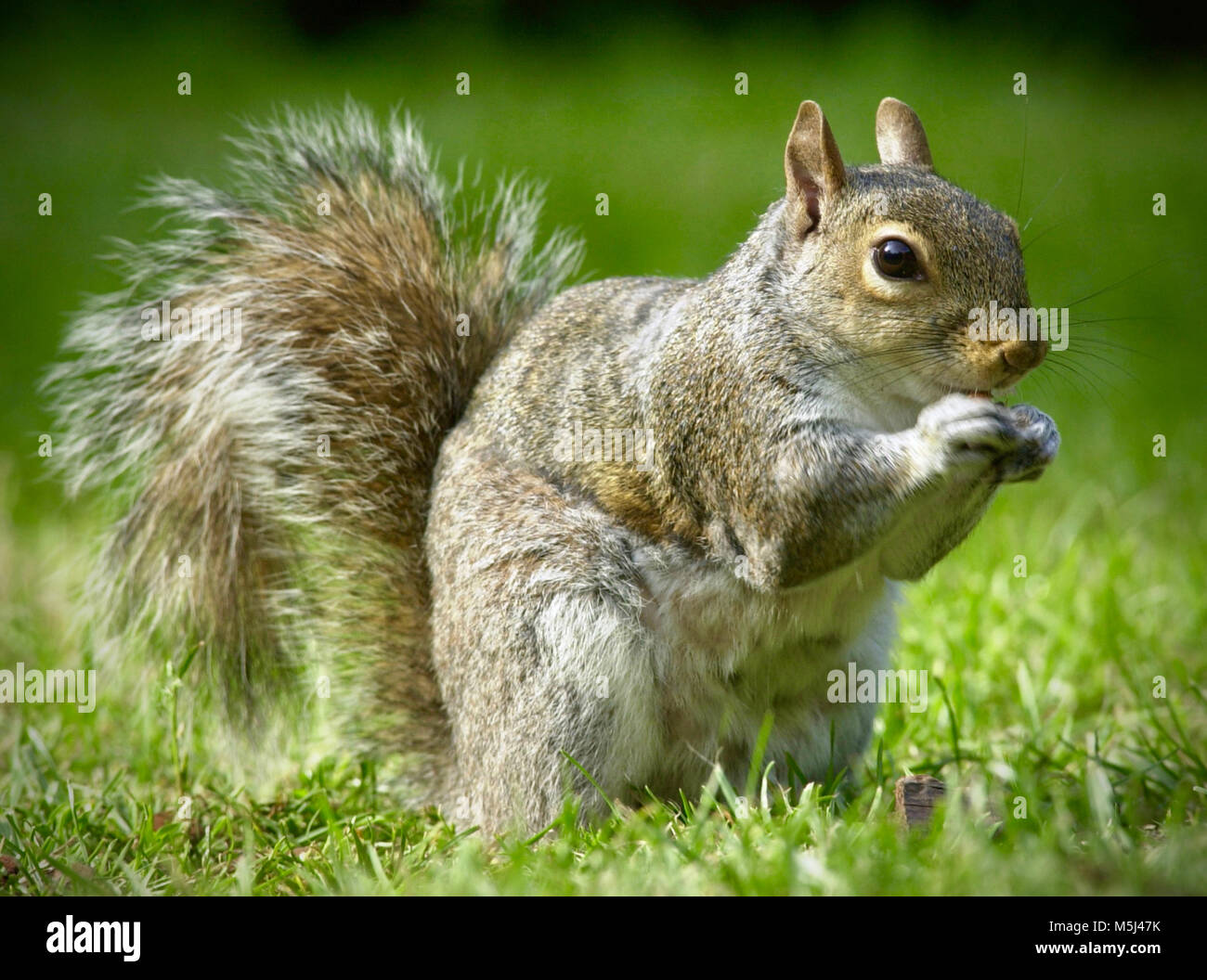 Prodigious hi-res stock photography and images - Alamy