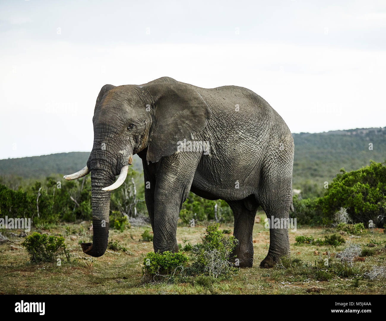South Africa, Eastern, Cape, Addo Elephant National Park, african elephant, Loxodonta Africana Stock Photo
