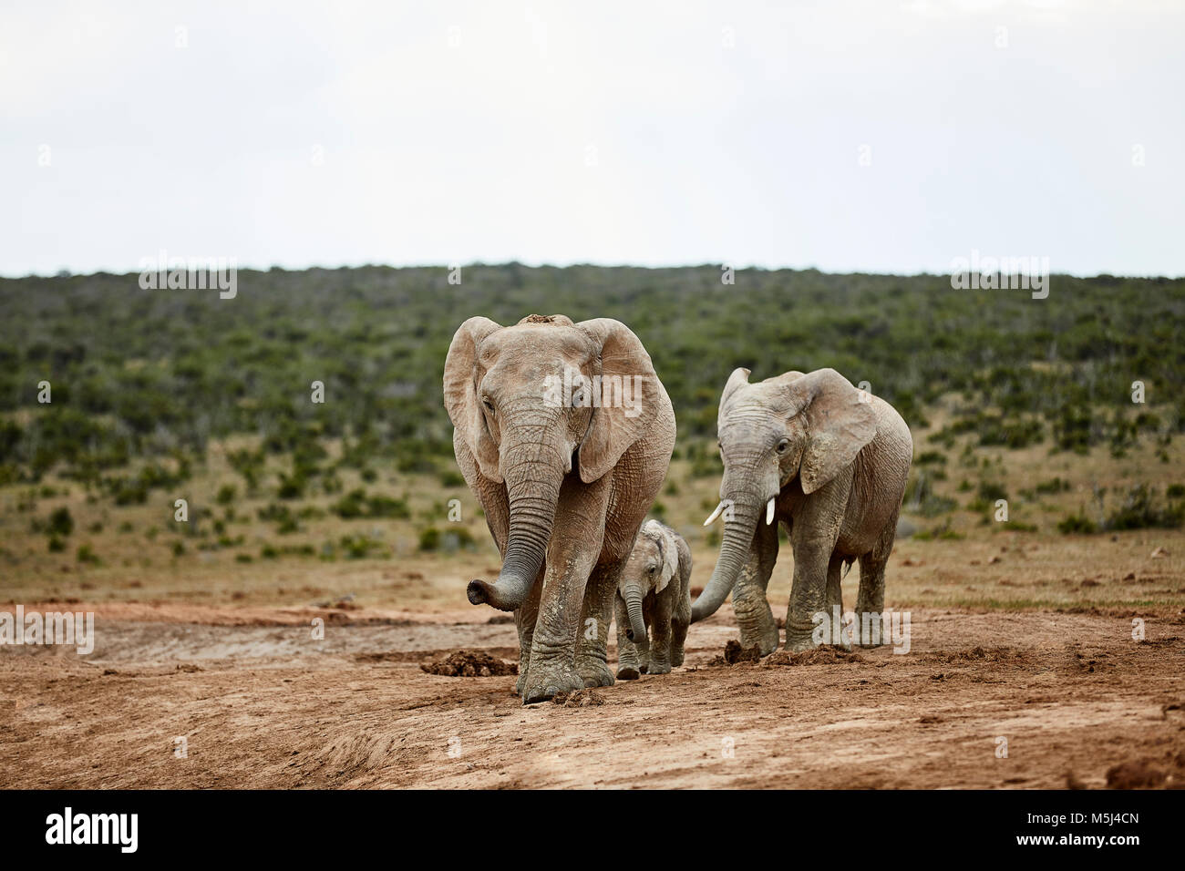 South Africa, Eastern, Cape, Addo Elephant National Park, african elephants, Loxodonta Africana Stock Photo