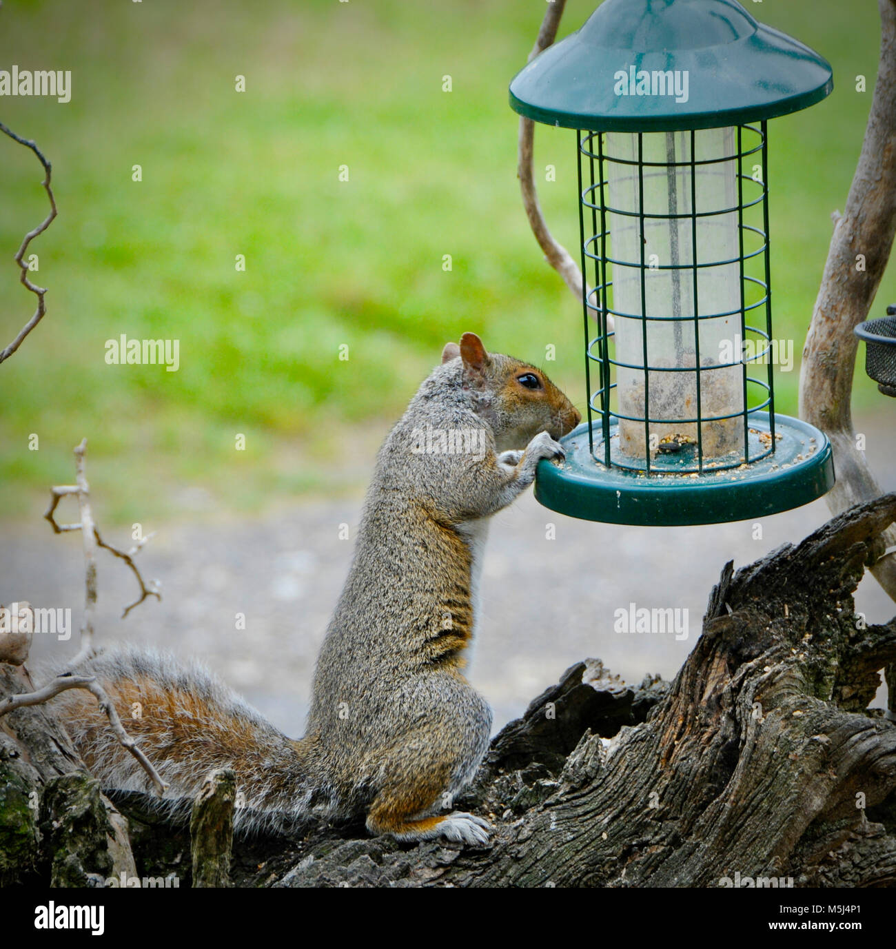 Sciurus carolinensis, common name eastern gray squirrel or grey squirrel depending on region, is a tree squirrel in the genus Sciurus. It is native to eastern North America, where it is the most prodigious and ecologically essential natural forest regenerator. Stock Photo