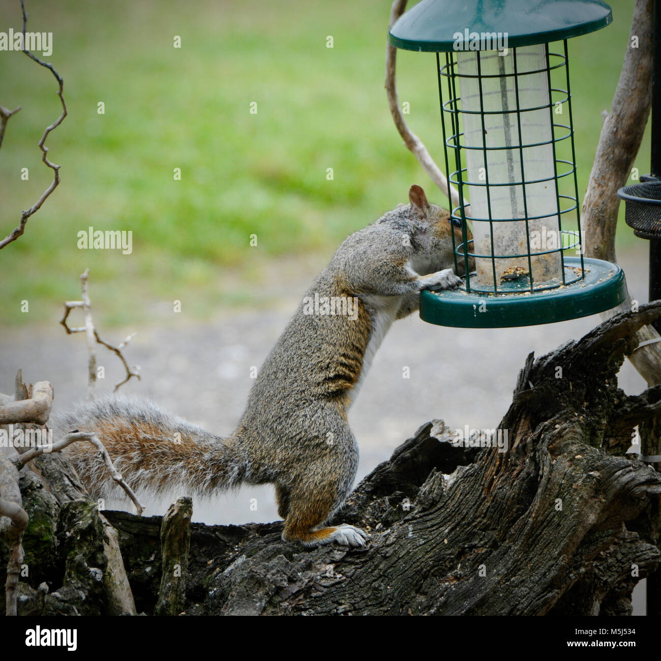 Sciurus carolinensis, common name eastern gray squirrel or grey squirrel depending on region, is a tree squirrel in the genus Sciurus. It is native to eastern North America, where it is the most prodigious and ecologically essential natural forest regenerator. Stock Photo