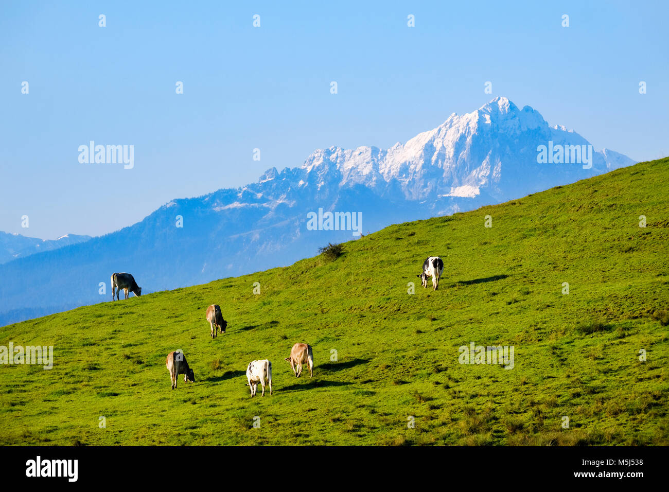 Kühe auf Weide, bei Lechbruck, Gehrenspitze, Alpenvorland, Voralpenland, Ostallgäu, Allgäu, Schwaben, Bayern, Deutschland Stock Photo
