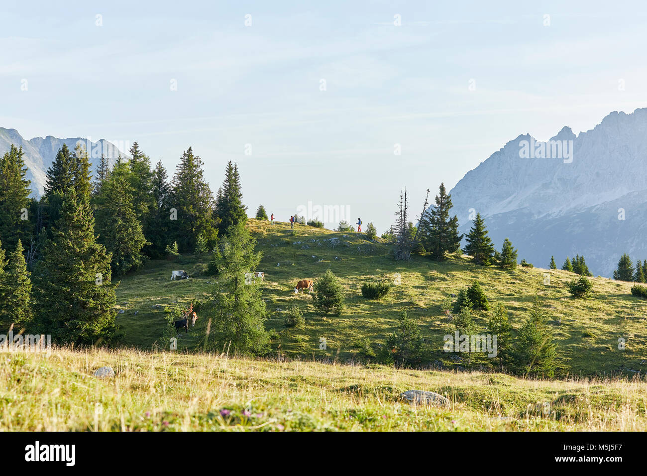 Austria, Tyrol, Mieming Plateau, cows on alpine meadow Stock Photo