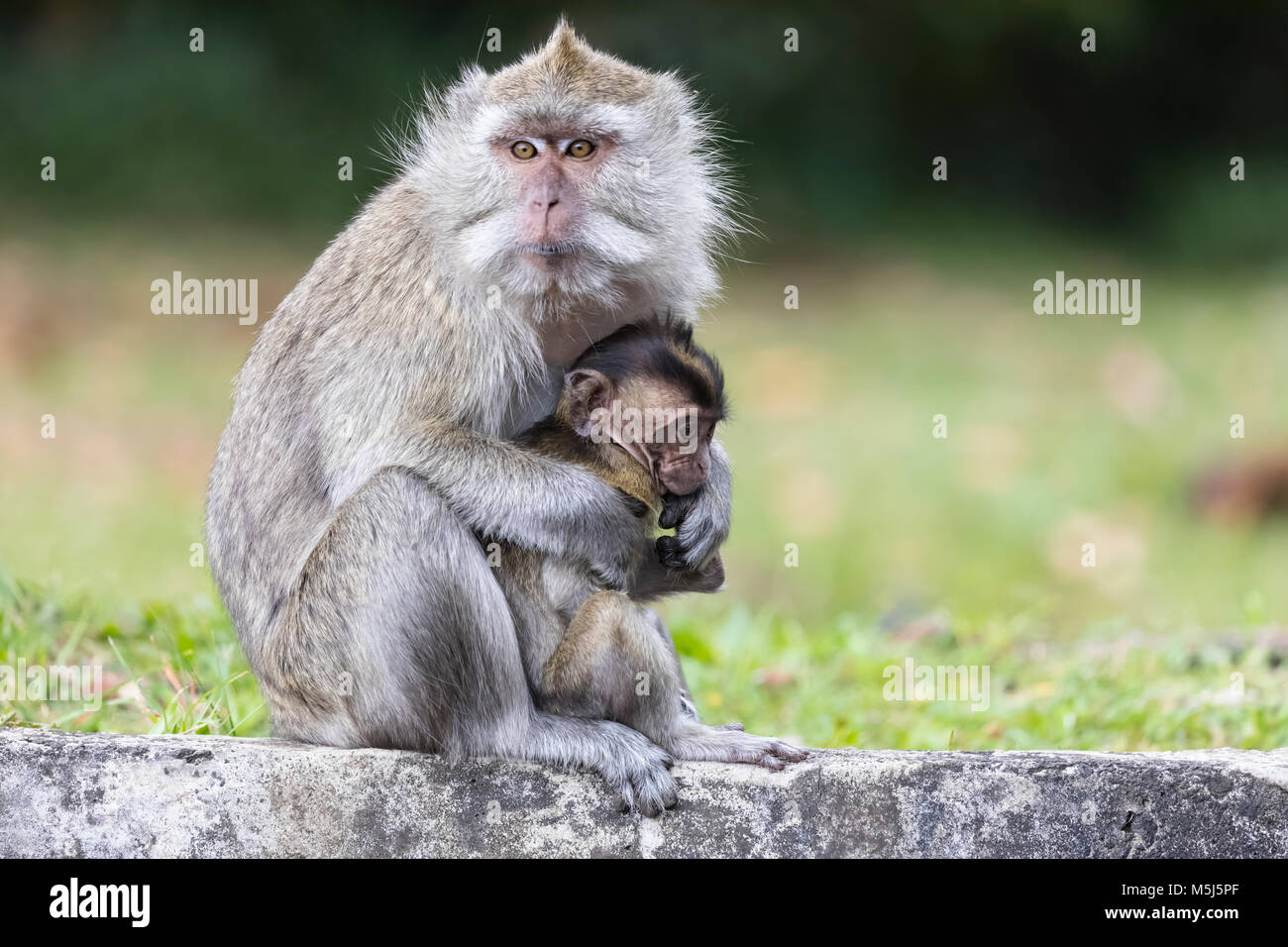 Mauritius, Black River Gorges National Park, long-tailed macaque, long-tailed macaques, mother with young animal Stock Photo