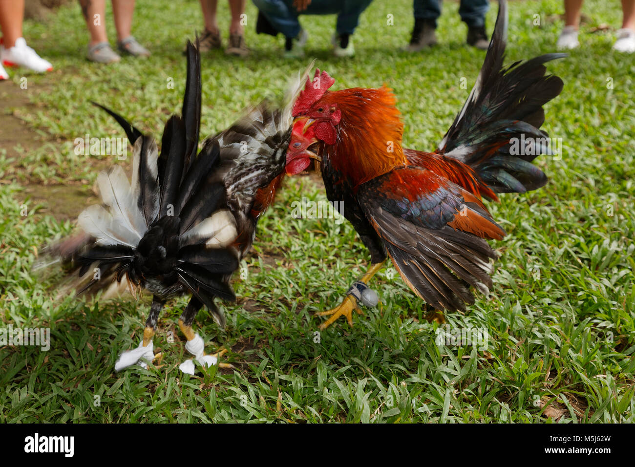 Carribean, Dominican Republic, two fighting gamecocks Stock Photo