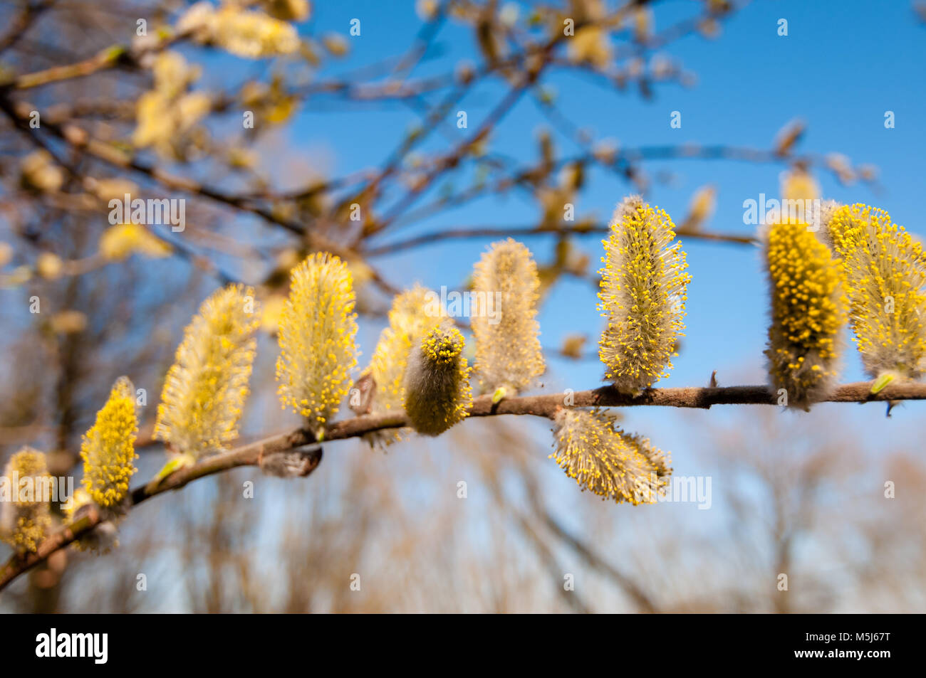 Willow catkin, Salix, at embankment of the Elbe River in spring. Stock Photo