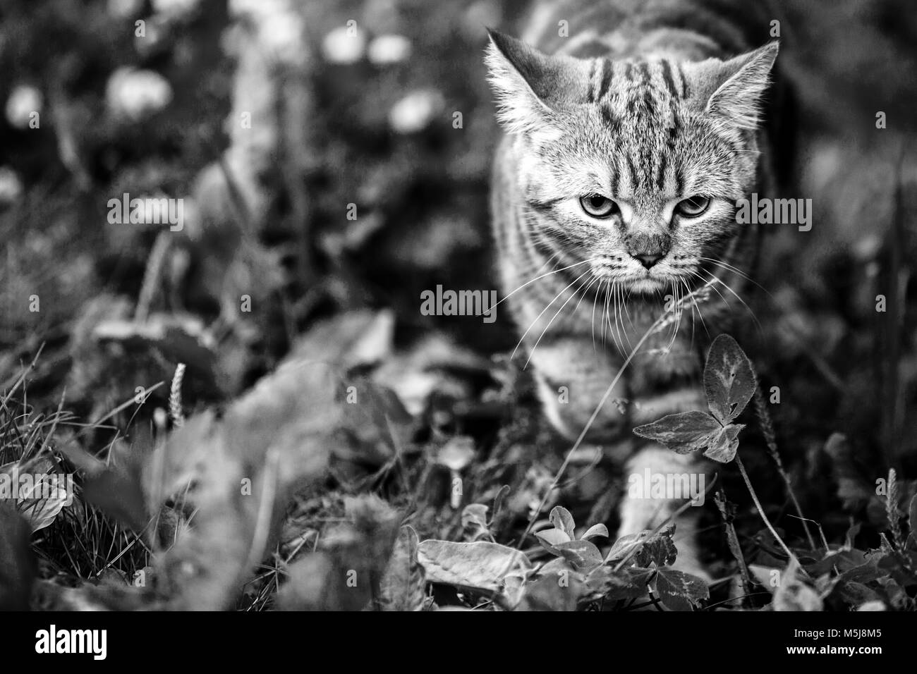 Cat in the nature. Black and white photo Stock Photo - Alamy