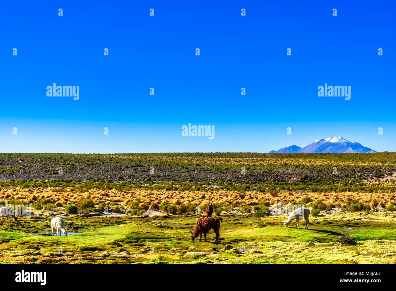 View on Llama and volcano Lascar in the Altiplano of Bolivia Stock Photo