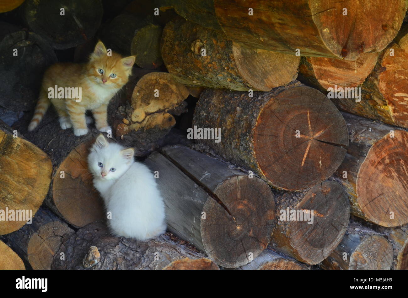 Two small baby kittens playing in a wood pile outside during the summer ...