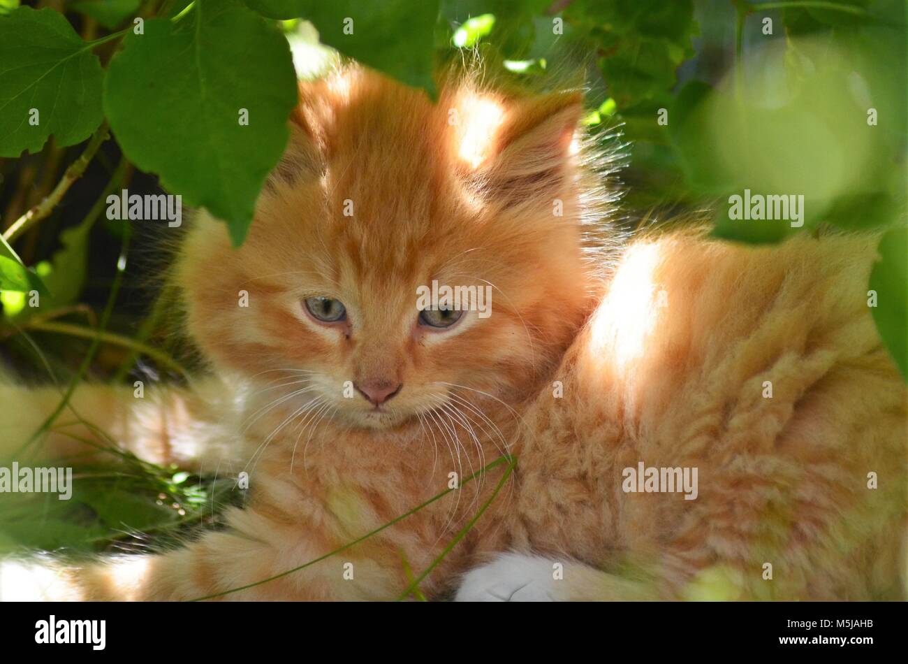 A little orange tiger colored blue eyed kitten playing under a green shrub Stock Photo