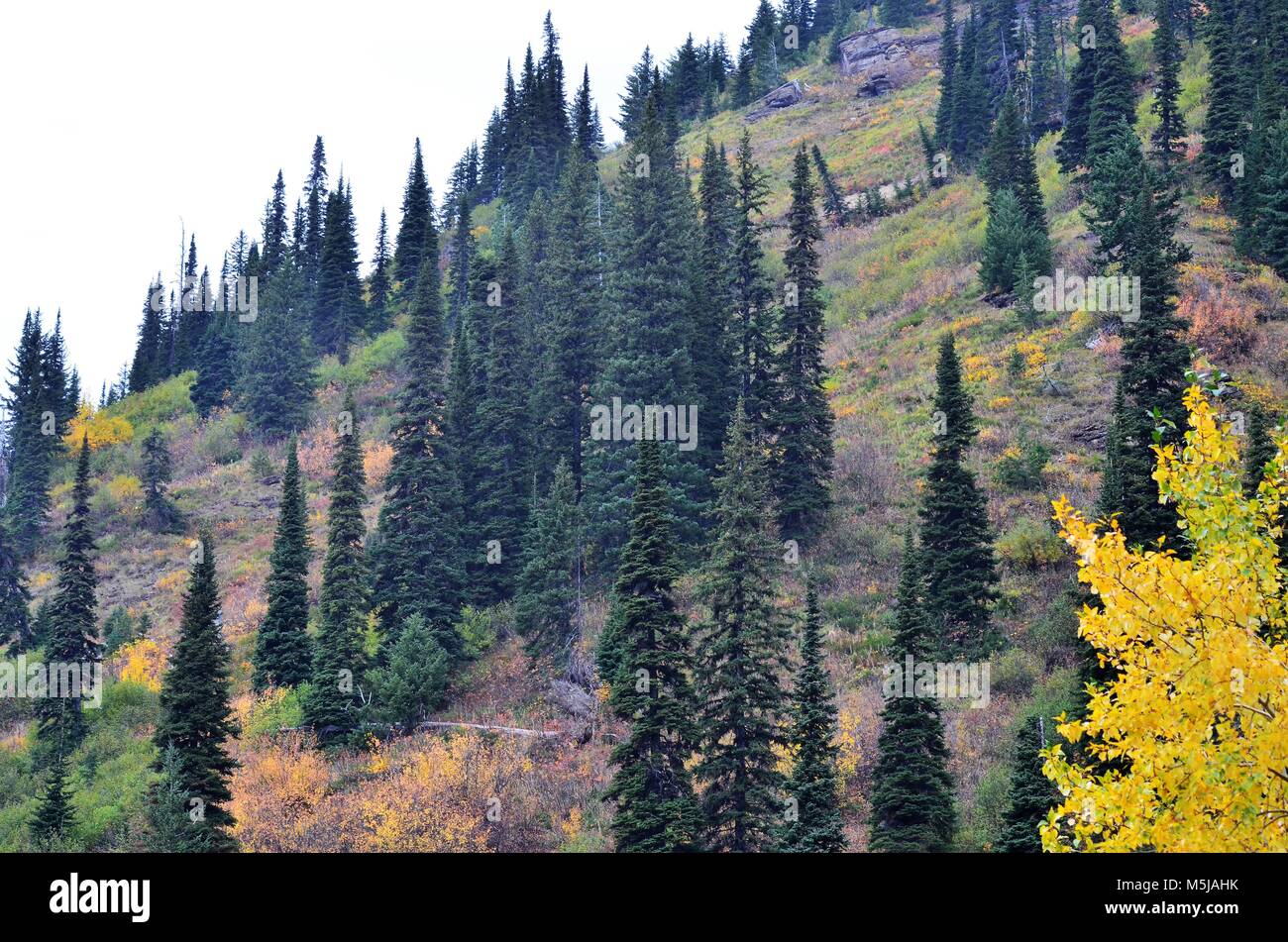High up on the side of a mountain is a stunning view of the changing seasons, with breathtaking autumn colors and a very steep incline Stock Photo