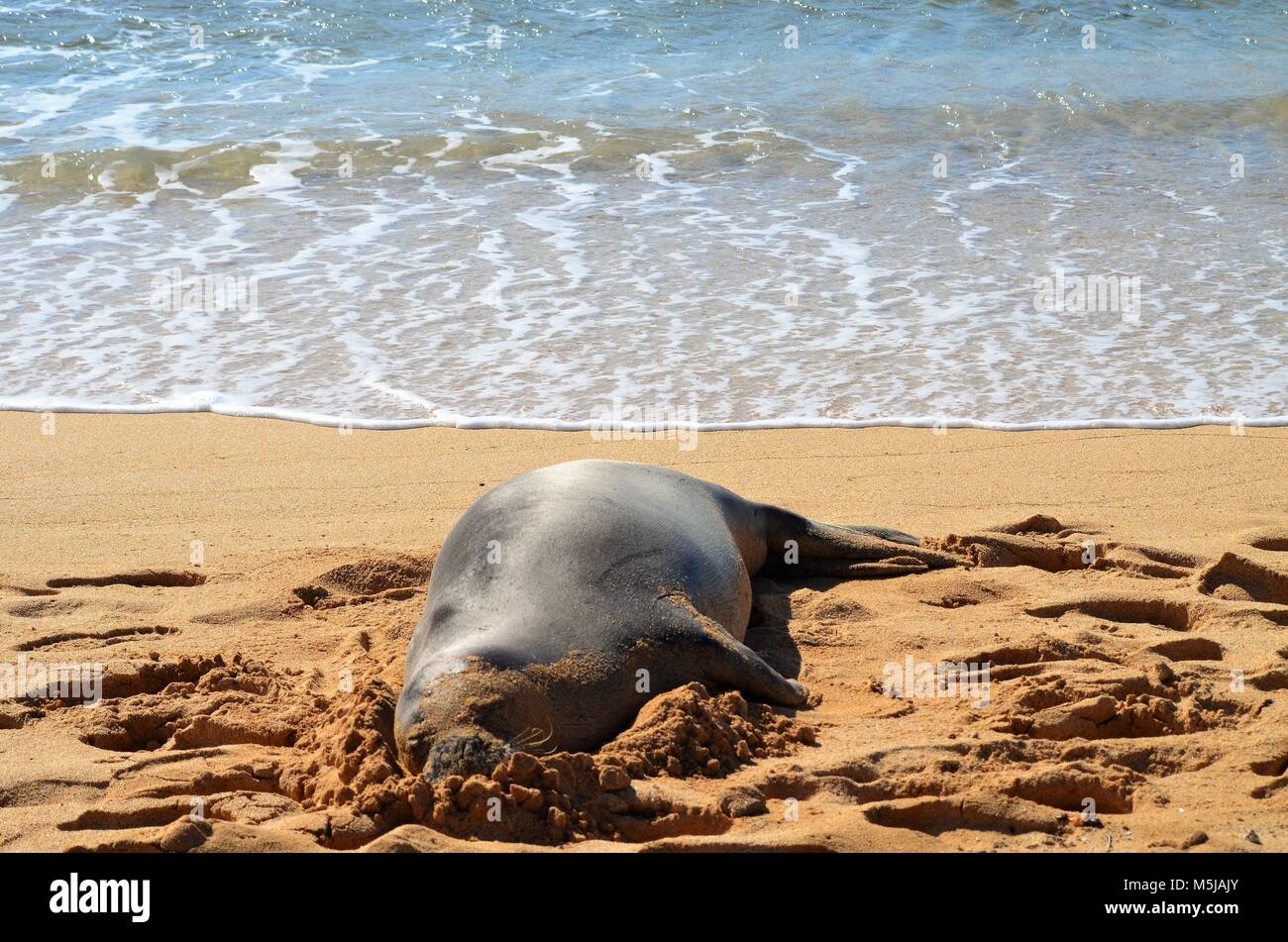 A monk seal has come inland from the ocean, to lay on the sandy Hawaiian beach and rest before heading back out to sea to hunt Stock Photo
