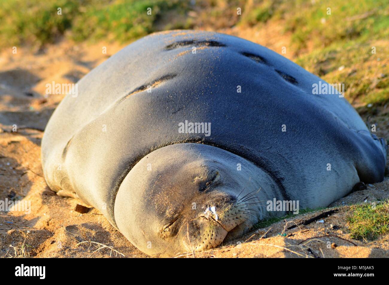 A monk seal has come inland from the ocean, to lay on the sandy Hawaiian beach and rest before heading back out to sea to hunt Stock Photo