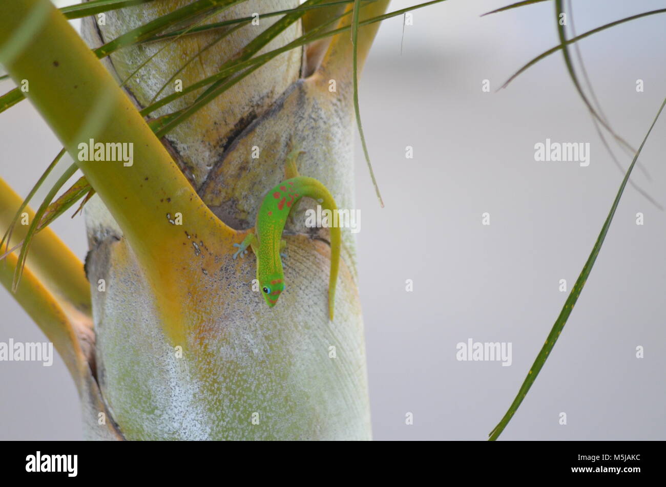 A green Gecko on a palm tree crawling around on a palm tree in Hawaii Stock Photo