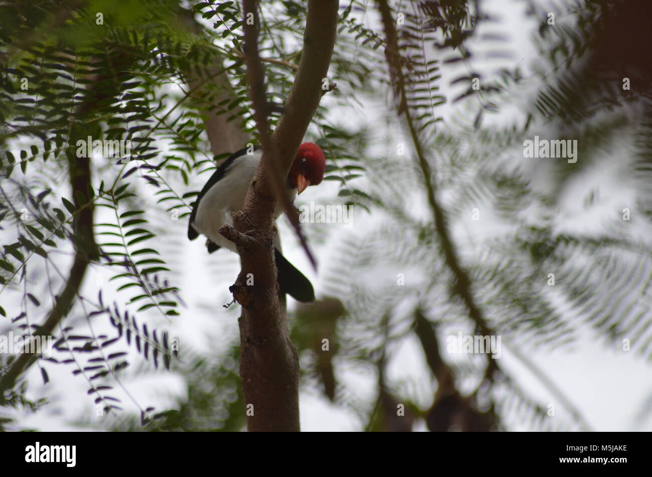 A Hawaiian Red-crested cardinal, sits perched high in the tropical trees having a look down below Stock Photo