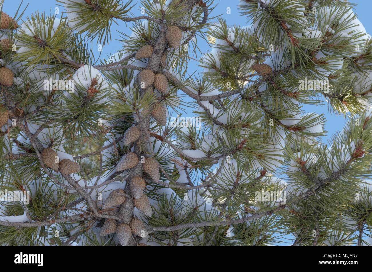 Pine cones hanging from the snow covered branches of a pine tree Stock Photo